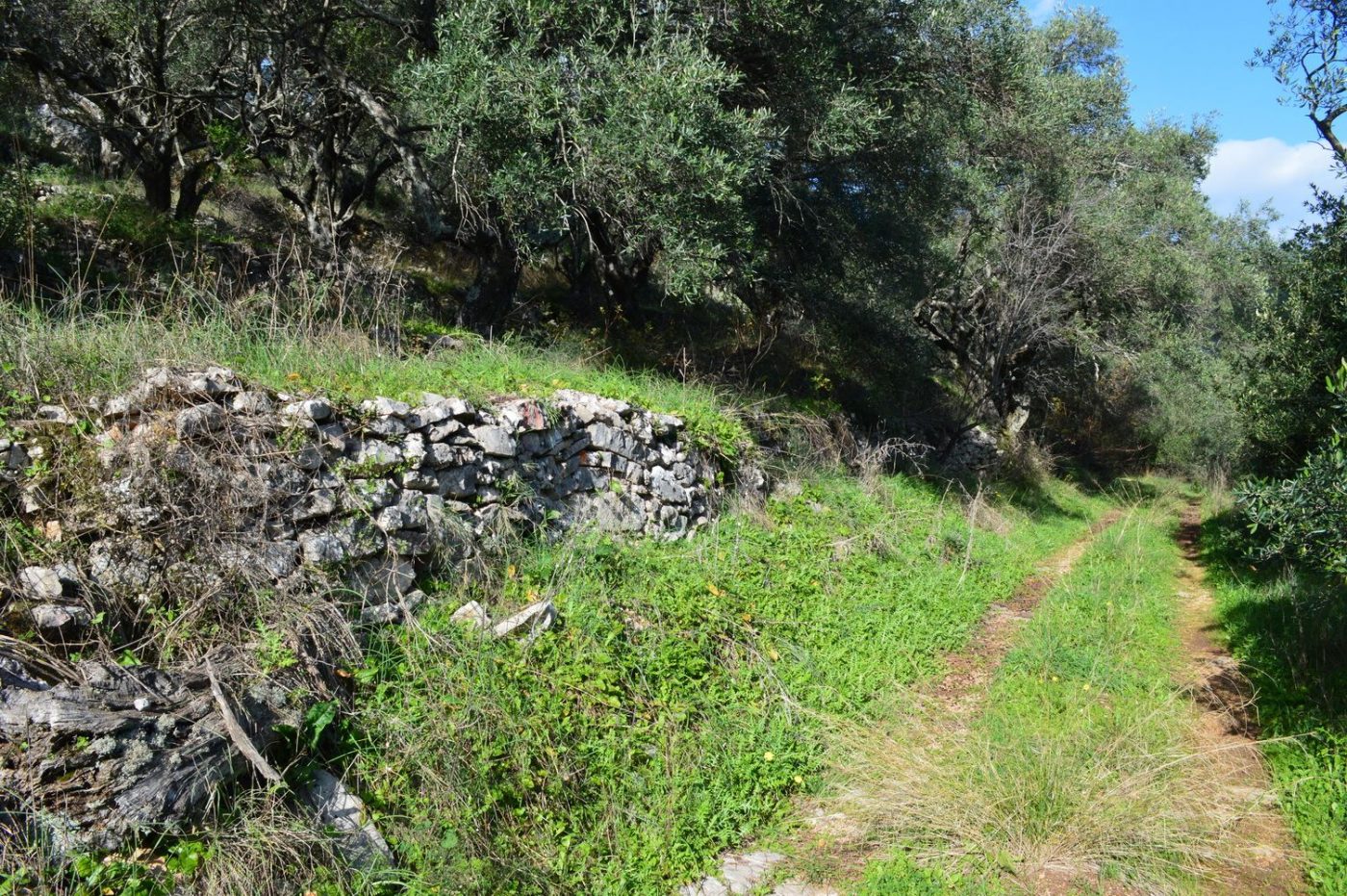 Corfu Land for Sale North East Corfu Homes