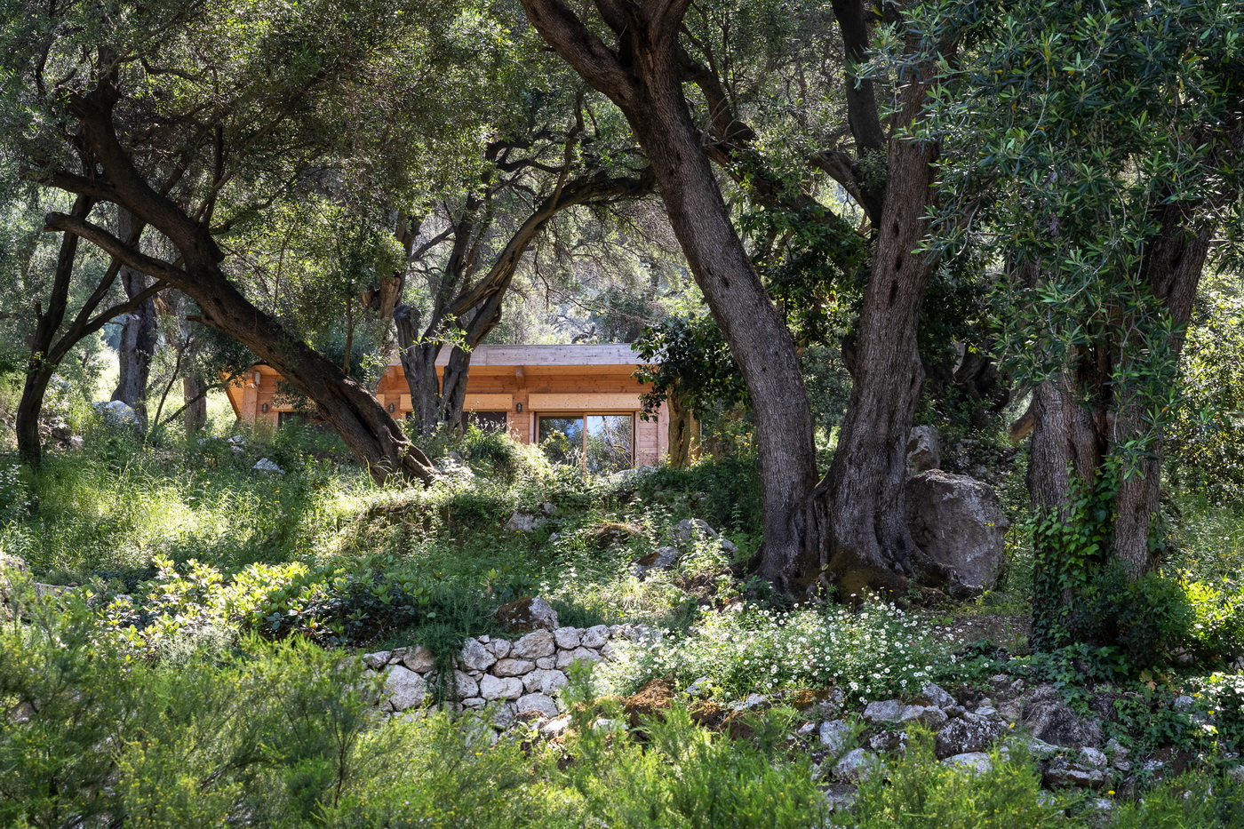 the ortholithi estate july pentati greece villacollective 45 resize