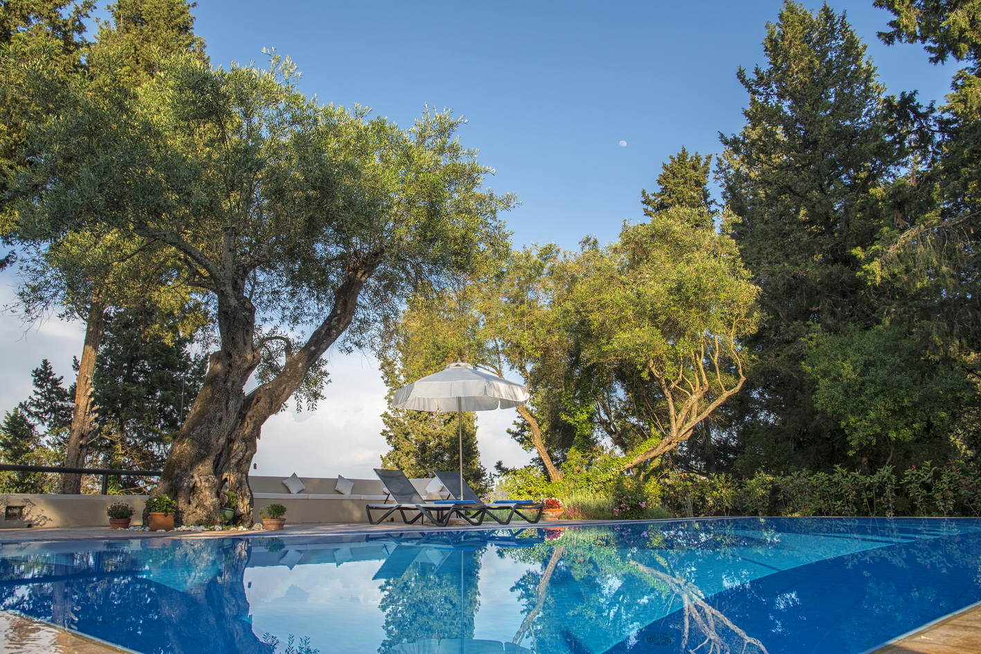 Skyline pool olive trees resize